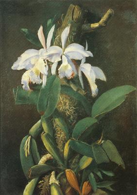 unknow artist Orquideas oil painting image